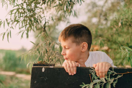 Camping under the trees at the wooden fence a little boy playing with a frog
