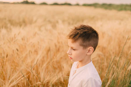 on the field with mature wheat walks a little boy in a white shirtの写真素材