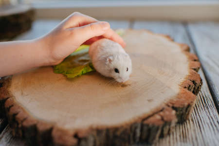 on a wooden table wood bar with white, fluffy hamsterの写真素材