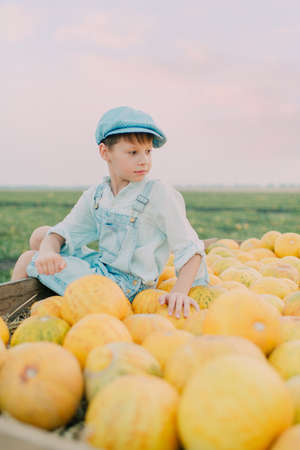 on the boy in jeans and a blue cap sitting in a cart with yellow melonsの写真素材