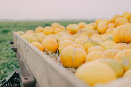 on the large wooden cart with ripe, yellow melonsの写真素材