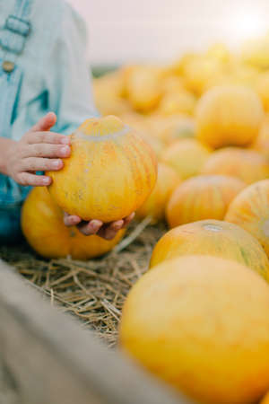 on the large wooden cart with ripe, yellow melonsの写真素材