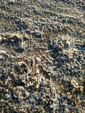 coast of the estuary of the dried salt crystals in the sandの写真素材