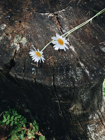 in the woods two daisies lie on the rotten stumpの写真素材