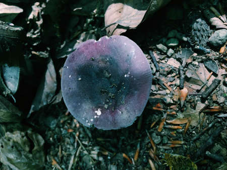 in the forest in the dry branches and leaves hat white fungusの写真素材