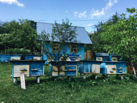 against the blue sky and the blue wooden house apiary in the green forestの写真素材