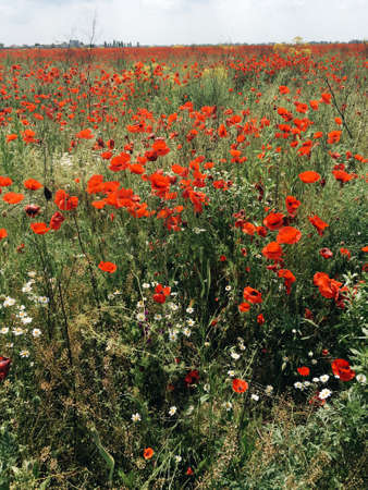 summer meadow with green grass and red poppiesの写真素材