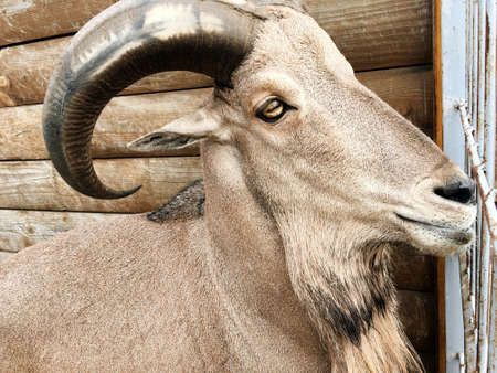 close-up of a goat's head with large horns and long beard