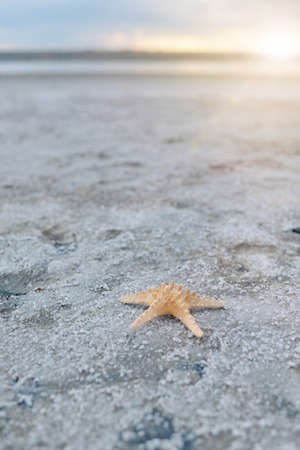 the sun on the sand starfish lying on the beachの写真素材