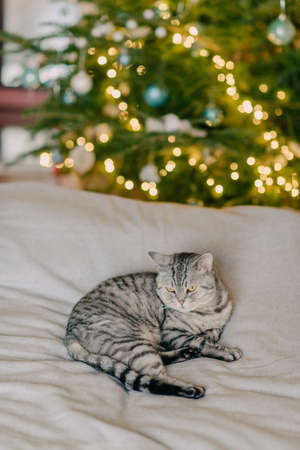 Portrait of British gray cat breeds with big yellow eyesの写真素材