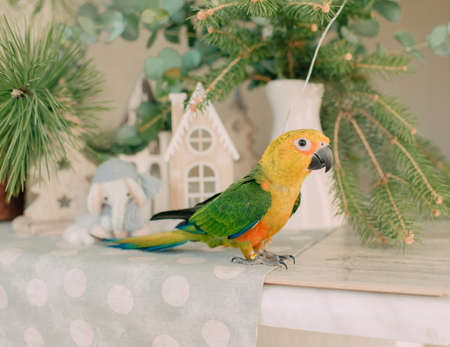 against the backdrop of green pine needles and toys sits a large parrot with a yellow headの写真素材