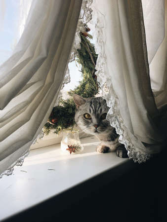 British cat on windowの写真素材