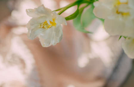 on a gentle pink background bouquet of beautiful white daffodilの写真素材
