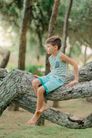 Boy sitting on a treeの写真素材