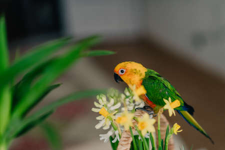 against the backdrop of green pine needles and toys sits a large parrot with a yellow headの写真素材