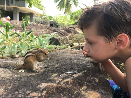 In the park under the palms of the boy's face watching the chipmunkの写真素材