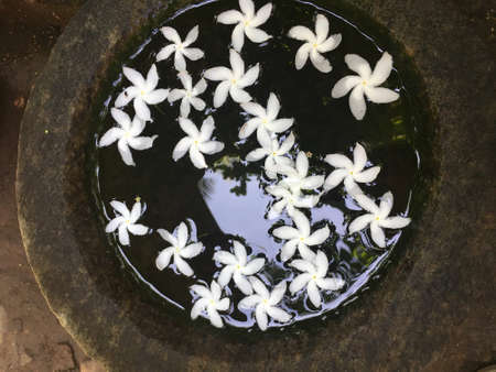 Close-up in a vase of water floating white plumeryの写真素材