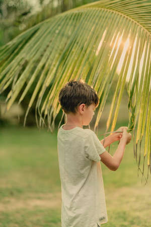on a Sunny summer day on green grass boy and a large palm branchの写真素材