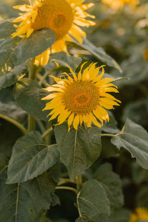 sunflowers in a field under the shining sunの写真素材