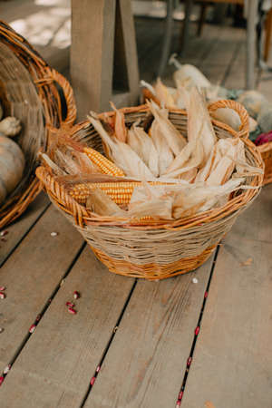 Wicker basket full of corn in the yard in loft styleの写真素材