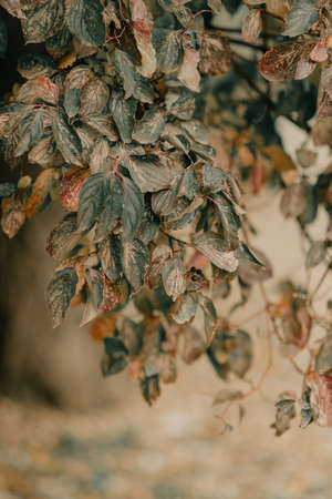 Branch of a tree in the autumn seasonの写真素材