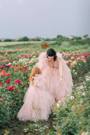 Girl in a pink dress on a field of rosesの写真素材
