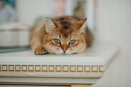 pet, red cat with green eyes of British breedの写真素材