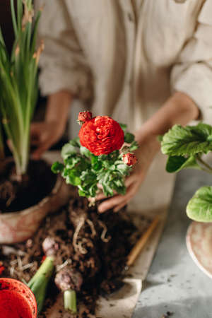 woman doing home gardening, transplanting red flowersの写真素材