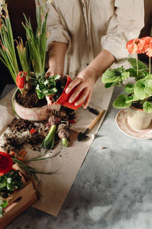 woman doing home gardening, transplanting red flowersの写真素材