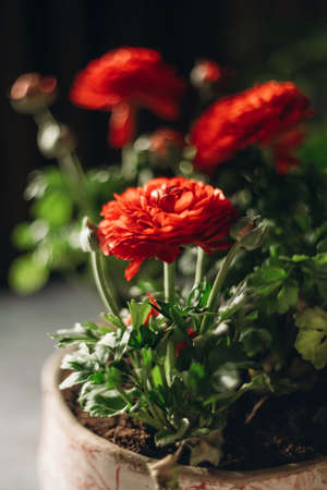 red flower with green leaves in a pot as decor