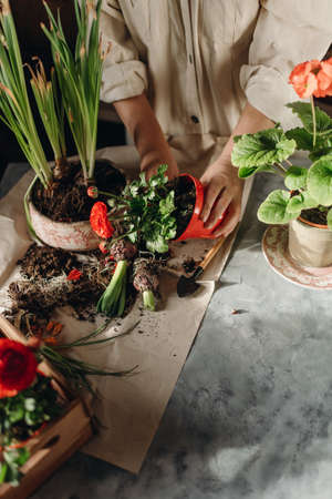 woman doing home gardening, transplanting red flowersの写真素材