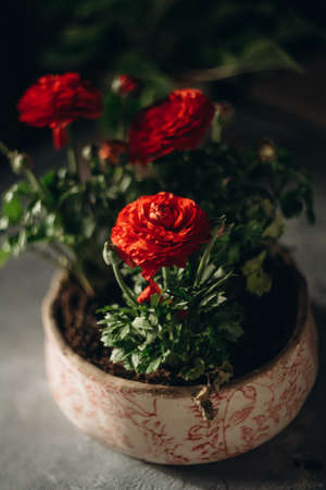 red flower with green leaves in a pot as decorの写真素材