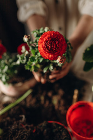 woman doing home gardening, transplanting red flowersの写真素材