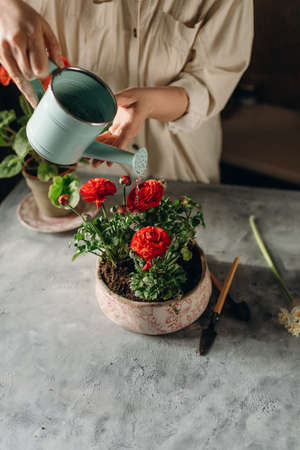 woman doing home gardening, transplanting red flowersの写真素材
