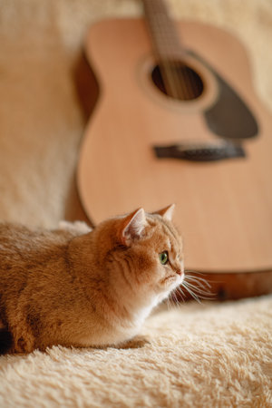 domestic red cat, pet, young healthy catの写真素材