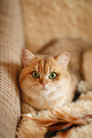 domestic red cat, pet, young healthy catの写真素材