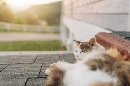 Cute cat lying on the stairs. Relaxation concept.の写真素材