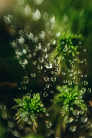 Close up of water drops on green moss, abstract natural background.の写真素材