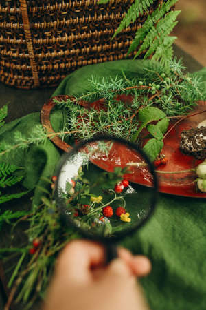Magnifying glass on the background of the table with a basket of wild plants.の写真素材