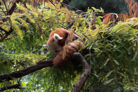 Red panda on tree