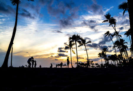 Hawaiian palm tree silhouette sunset の写真素材