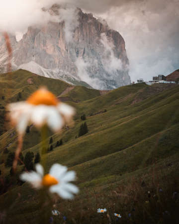 Flowers and Dolomites are a perfect combinationの写真素材