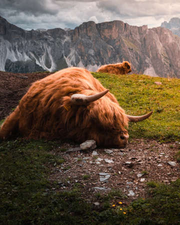 An Highlander Resting, the beast of the Dolomites