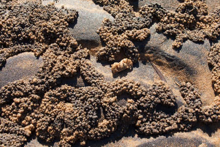 Australian beaches are full of small crabs which at low tide go out of their holes and sift through...