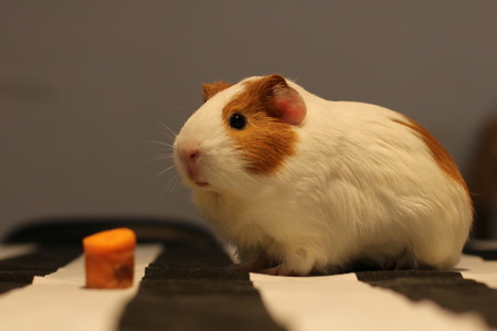 cute guinea pig in black and white stripesの写真素材