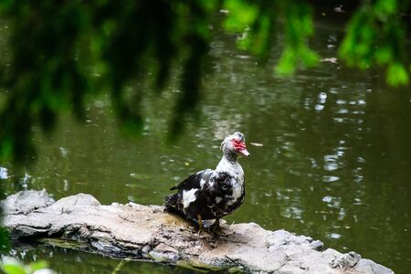 Strange bird on the lake of Triesteの写真素材