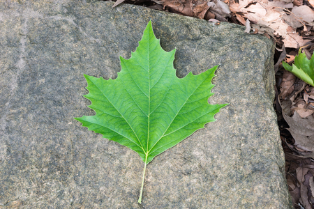 Leaf of a Platanus hybrida. Close up of the upper part of a leaf of a platanus hybrida Also said Platanus acerifolia. It is a tree Often used in parks and as road mastingの写真素材