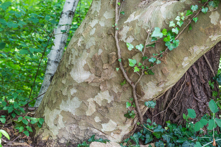 Bark of Platanus hybrida. Close up of the trunk of a platanus hybrida Also said Platanus acerifolia. It is a tree Often used in parks and as road mastingの写真素材