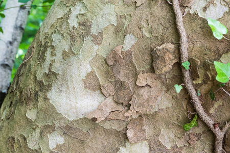 Bark of Platanus hybrida. Close up of the trunk of a platanus hybrida Also said Platanus acerifolia. It is a tree Often used in parks and as road mastingの写真素材
