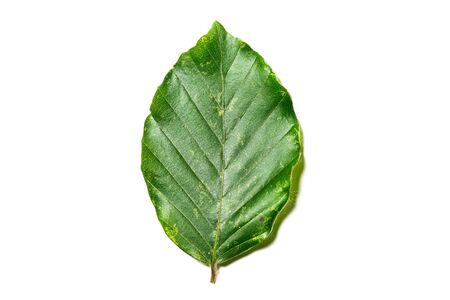 Leaf of Fagus sylvatica on white background. Close up of the upper part of a leaf of Fagus sylvatica, the tree is part of the family fagaceaeの写真素材